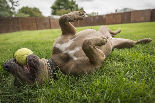 A playful dog rolls on his back