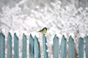 A bird sits on a snowy wooden fence